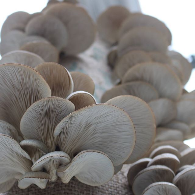 champignons en ville 