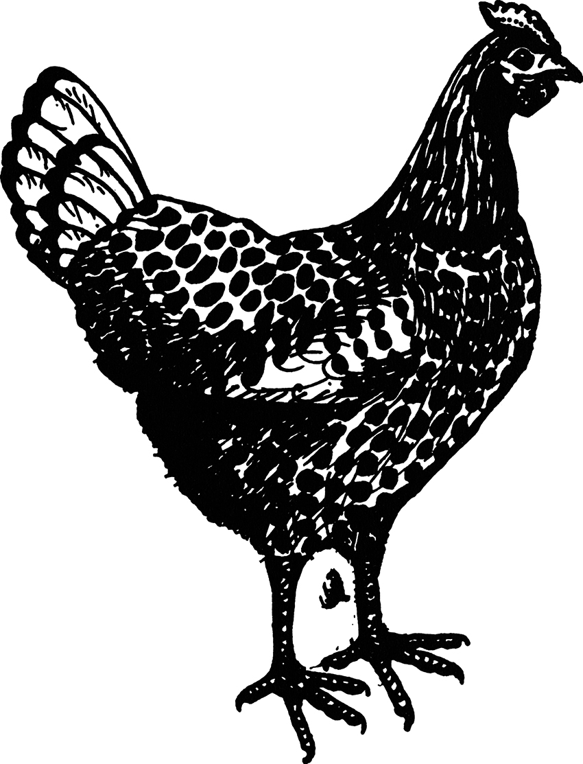 Illustration de Poule